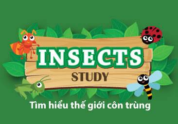 kindy-city-insects-study