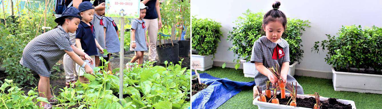 be biet an rau sau chu de seed study hinh 03